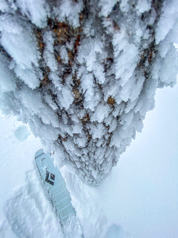 Rime at 8,000'