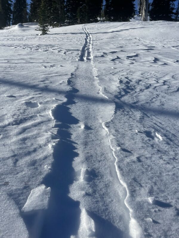 Ski track from Wednesday with wind filled snow.