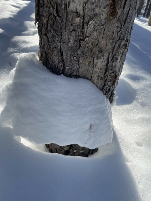 Sign of settlement on tree.