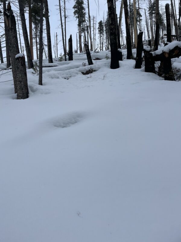 Maze of logs at 5600’