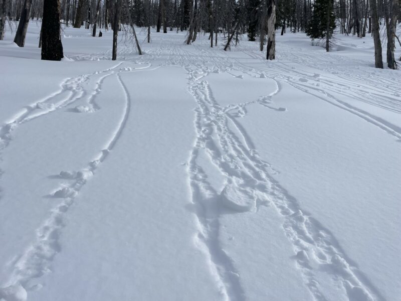 Pin rolls in west facing terrain at 7500’ from mist event 1/11/22