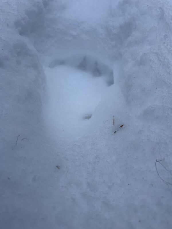 Fresh bear tracks on the snowmobile road on the way out. 