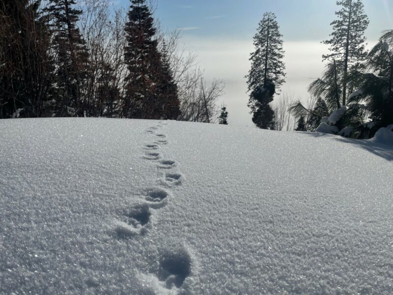 Bobcat tracks in the  fresh crop of surface hoar on West Mt just up a few miles from the Donnelly Groomer shed.